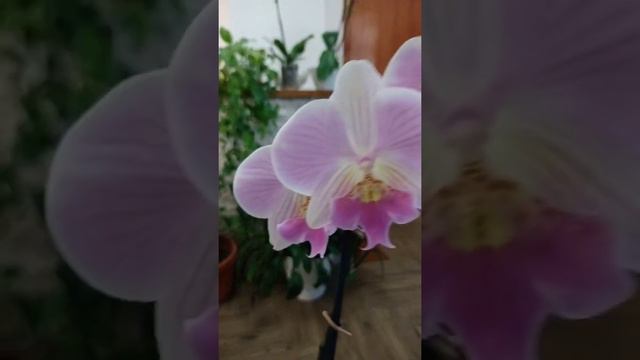 Orkidea phalaenopsis Manta Maldive смотреть онлайн