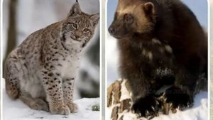 Лесная природная зона