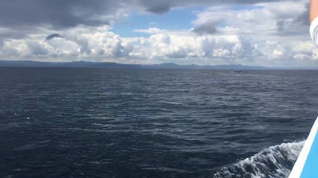 Охота на Китов, Бухта китов, Доминикана смотреть онлайн