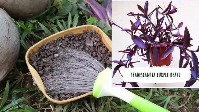 Цветущая БУГЕНВИЛЛИЯ в моем саду // Планирование // Обзор семян смотреть онлайн