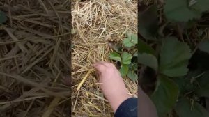 Клубника Фестивальная к зиме
