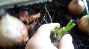 Бизнес на луке .Лук на перо. Можно ли вырастить лук дважды.