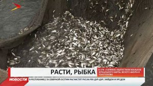 В селении Нижняя Саниба выпустили в пруды две с половиной тонны мальков