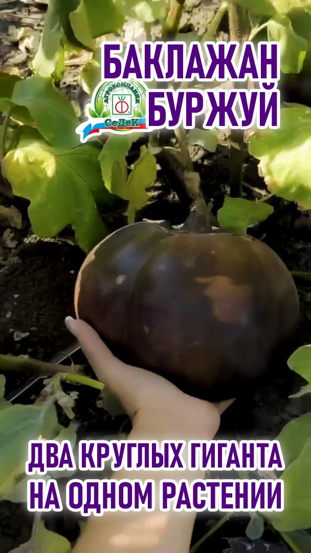 Оригинальный круглый баклажан для запекания!