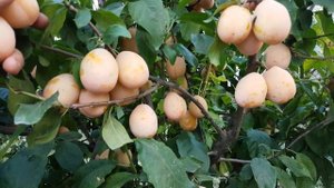 Слива Золотая Капля 15.09.2018