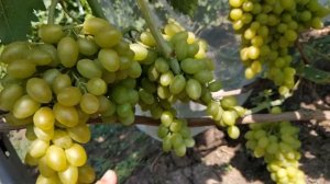 ВИНОГРАД   ВЕЛИКА,  МОНБЛАН,  КРАСА БАЛОК, БАЙКОНУР  2019г