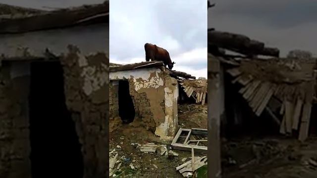 Суровые дагестанские коровы.  Лазят по крышам.