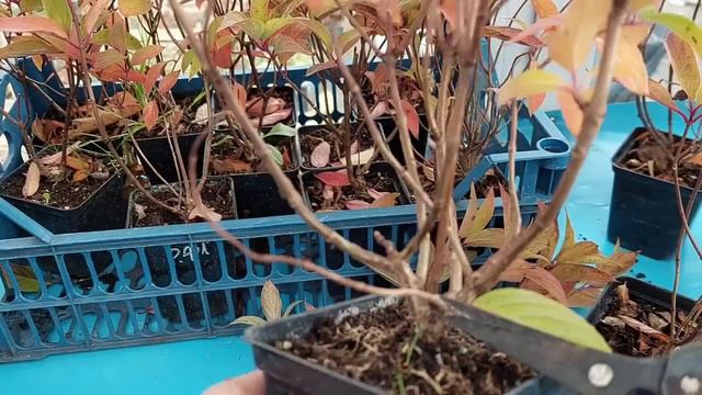 Обрезка разных саженцев гортензий смотреть онлайн