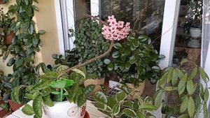 Hoya carnosa Krinkle 8.  Hoyas del Sur.