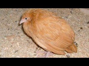 КОКЦИДИОЗ//У цыплят понос коричневого или белого цвета с кровью, голова опущена.