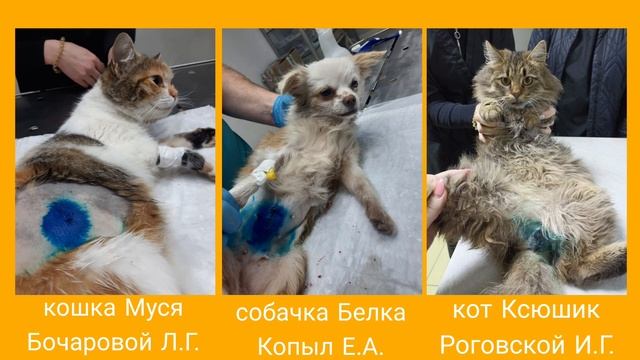 Бесплатная стерилизация животных в г. Горячий Ключ