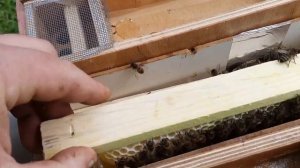 Заселение первого нуклеуса, при расформировании семей стартеров.