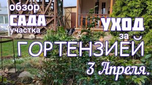 Обязательный УХОД за ГОРТЕНЗИЕЙ3 апреляпосадка рододендрона прогулка по саду  обработки.