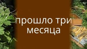 Ошибки пчеловода! ( делаем в июле отводок пчел, на двух рамках, на старую плодную матку )