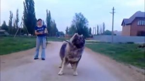 Кавказские овчарки питомника Дон-Ратибор