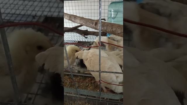 ПУШКИНСКИЕ ЦЫПЛЯТА. Достойная порода. смотреть онлайн