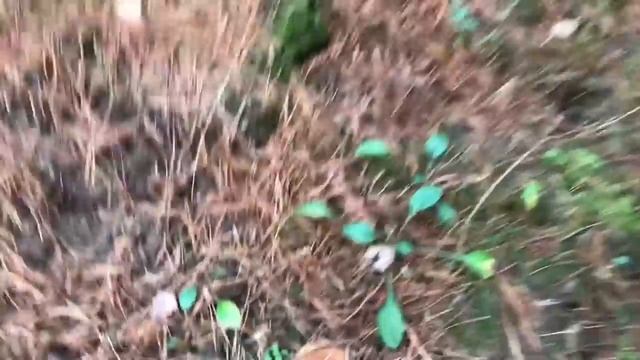 ОГОНЬ!!! МАСЛЯТА АТАКУЮТ В КОНЦЕ ОКТЯБРЯ! МАССОВЫЙ СБОР В ОКТЯБРЕ! ГРИБЫ НА КАЖДОМ ШАГУ! Грибы 2019 смотреть онлайн