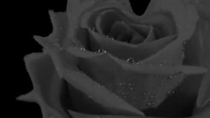 чёрная роза(исполняет Н.Бабкина)