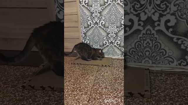 От когтеточки в восторге все!👍😻😄