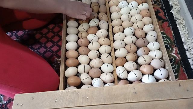 12 день инкубации, по 19! смотреть онлайн