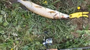 Рыбалка в  Рязани, река Пара - лето 2019!