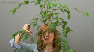 Выращиваем высокий фикус Бенджамина (ч.3).