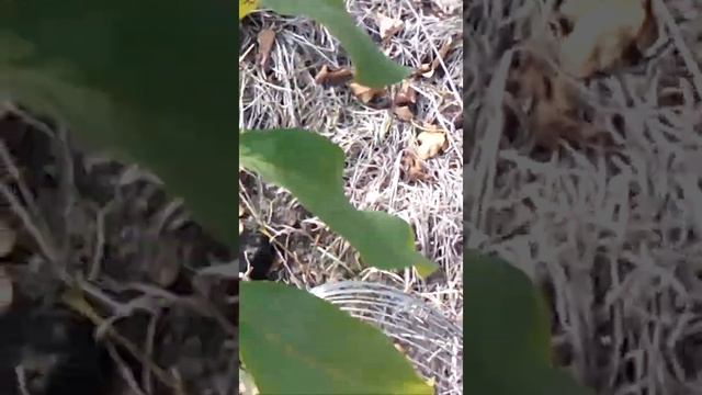 Ролл для ореха смотреть онлайн