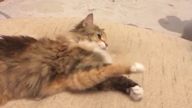 27.02.2019 - Кошечка Шелли уехала домой! (видео из дома) смотреть онлайн