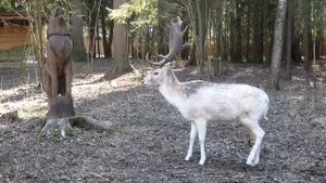 В Крюковском лесопарке Зеленограда расположен гостеприимный вольерный комплекс «Дом лани»