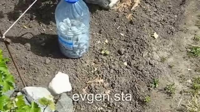 Виноград.  Поливка под корень смотреть онлайн