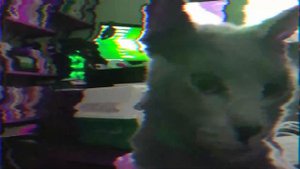 Неприхотливые в уходе породы кошек