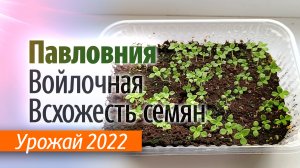 Проверка всхожести семян Павловнии Войлочной урожай 2022 (Краснодар)