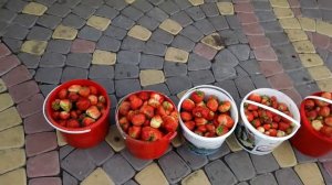 клубника чамора туруси великобритания  кисс неллис