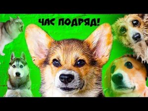 Клип Я ЛЕТЯЩИЙ УЖАС И Я НЕ МЕЛКИЙ целый ЧАС ПОДРЯД!! (Корги Кекс) Говорящая собака