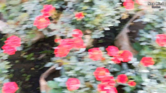 Some Beautiful Rose Varieties | Rose Flower | Best Rose Varieties In India смотреть онлайн