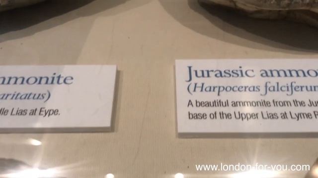 Выпуск 814 Аммониты смотреть онлайн