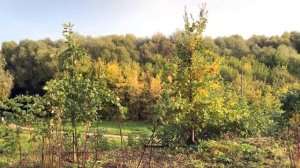 Мариинский посад. Город с большой историей. 26 сентября 2020 г.