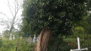 Плющ обыкновенный, г. Брест. Тришинское кладбище. Hedera helix.