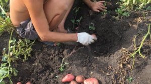 Картофель сорта Розара и Белароза из миниклубней