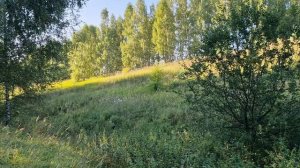 Слой белых в конце лета! Тихая охота 2024. #тихаяохота #грибалка #грибы