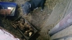 Кормим поросят? свеклой / Купили б/у профнастил