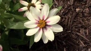 Zinnia Zahara Starlight Rose Mixed Reviews