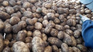 Работа картофелеуборочных комбайнов Grimme SE 150-60