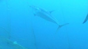 Atún rojo de Barbate frente al atún de engorde-Tuna The only One