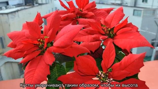 Цветок пуансетия — уход в домашних условиях смотреть онлайн