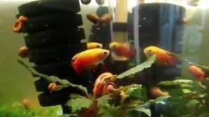 Золотой медовый гурами или Colisa chuna gold