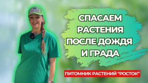 Как спасти растения и урожай после дождей и града? | Питомник «Росток» | Саженцы