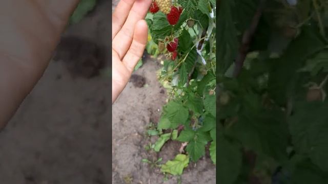 Малина Карамелька