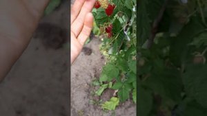 Малина Карамелька