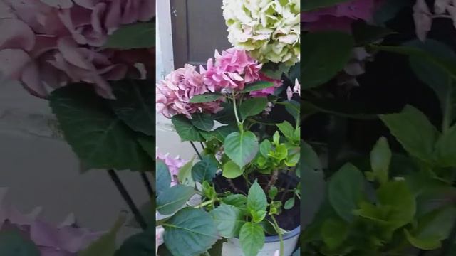Крупнолистные гортензии 😟 что делать???